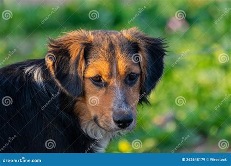 Portrait of Cute Brown-black Dog Stock Image - Image of street, mammal ...