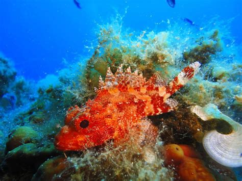 Fish Identification 的图像结果