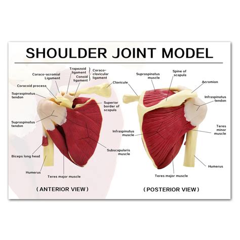 Life-Sized Shoulder Joint with Muscles Anatomy Model - Kicoscientific.com