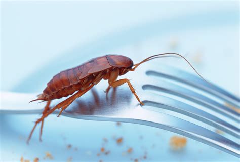 Do Cockroaches Bite Humans? - How Cockroaches Can Spread Disease