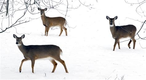 More deer with deadly chronic wasting disease lead to expanded state ...