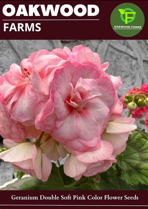Oakwood Farms® Geranium Soft Pink Color Aromatic Double Flower Seeds ...