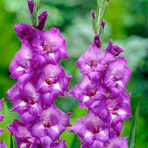 Buy Purple Flower Bulbs online from Nurserylive at lowest price.