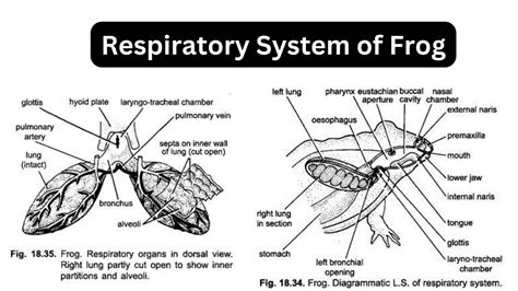 Integument In Vertebrates - Structure, Functions and Derivatives ...