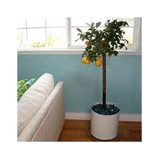 limoni in vaso concimazione concimazione agrumi concime come concimare gli agrumi limoni in vaso concimazione concimazione agrumi concime come concimare gli agrumi