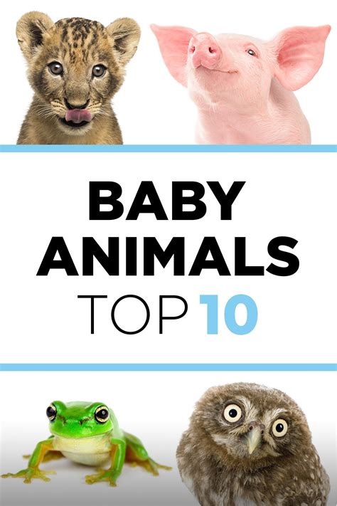 Baby Animals: The Top 10 | Rocky Mountain PBS