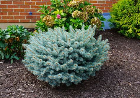 Globe Blue Spruce - Evergreens - Nolt’s Garden Center