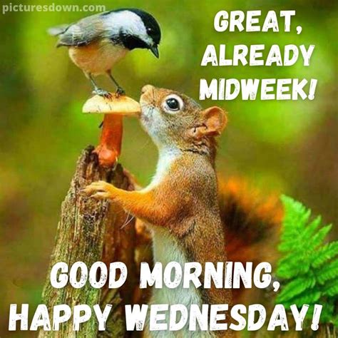 Good morning wednesday image squirrel free - picturesdown.com