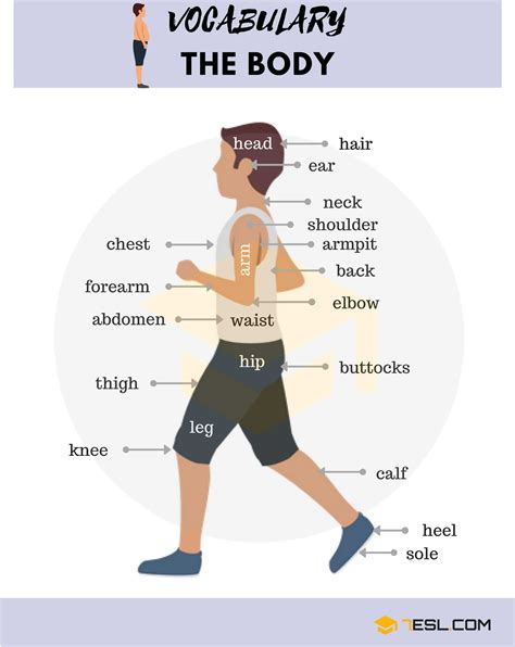 Human Body Parts Names | Parts of the Human Body Vocabulary - 7 E S L Grammar And Vocabulary ...