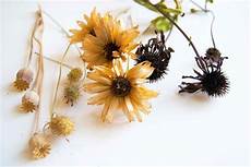 fiori secchi on line fiori secchi vendita fiori secchi vendita fiori secchi fiori secchi on line fiori secchi vendita fiori secchi vendita fiori secchi