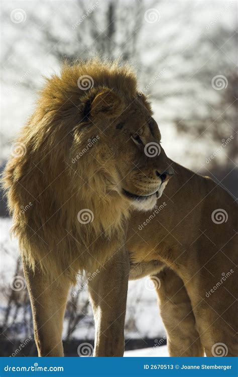 Lion in snow stock image. Image of back, african, carniverous - 2670513