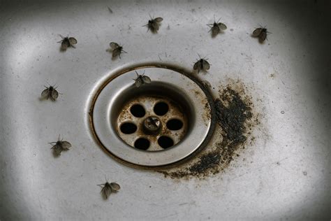 What Attracts Drain Flies: How Drain Fly Traps Break the Cycle ...