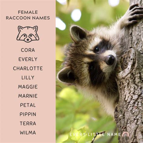 What Are Good Names For Raccoons at Barbara Mcdonnell blog