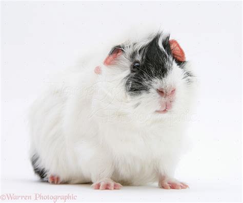 Black-and-white Guinea Pig photo WP19857