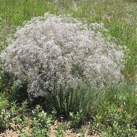 Noxious & invasive weed: Common Baby’s Breathe › Village of Empress