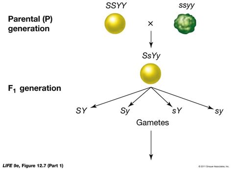 Laws of Inheritance - Class 10 PDF Download