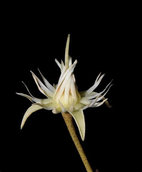 Mimusops afra E.Mey. ex A.DC. | Plants of the World Online | Kew Science