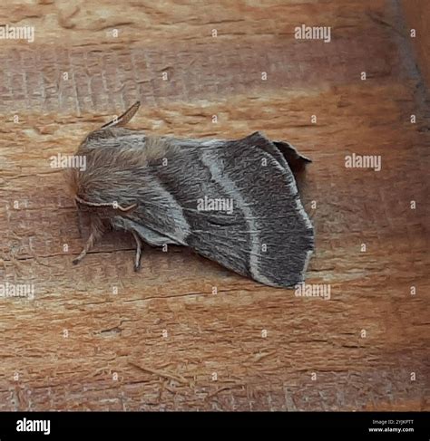 Tent Caterpillar Moths (Malacosoma Stock Photo - Alamy