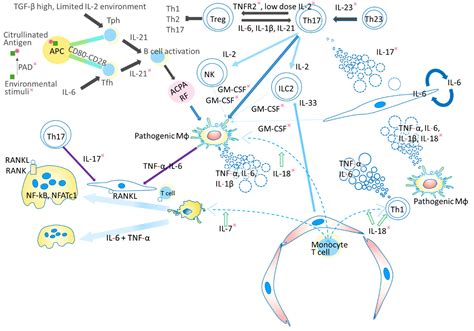 Cytokine Networks in the Pathogenesis of Rheumatoid Arthritis | MDPI