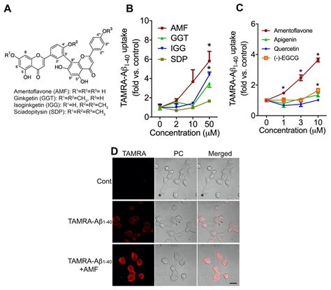 Amentoflavone Promotes Cellular Uptake and Degradation of Amyloid-Beta ...