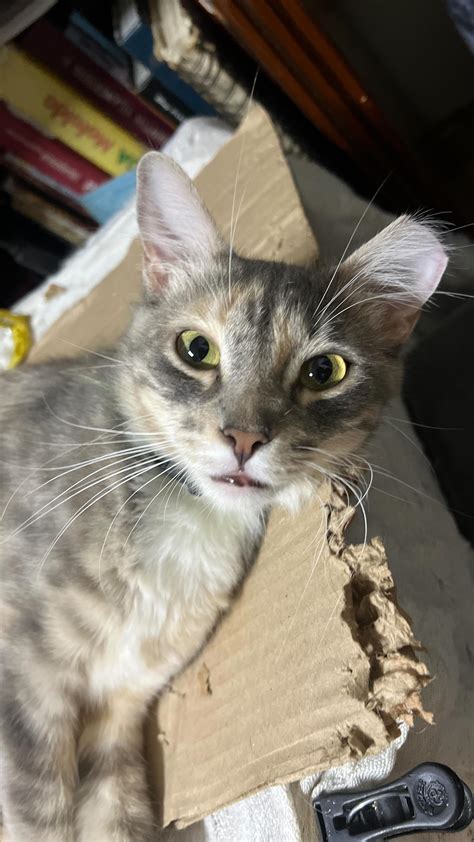 Michigan de los Maullidos 🐱🇲🇽 | Mitzi es una señora recatada y muy bien ...