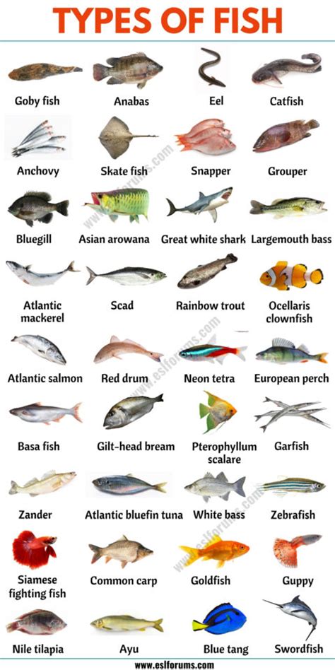 Image result for Fish in Turtle Python