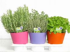 vasi per erbe aromatiche casa moderna roma italy vasi per piante aromatiche vasi per erbe aromatiche casa moderna roma italy vasi per piante aromatiche