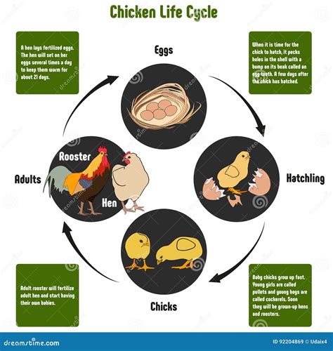 Chicken Life Cycle Diagram stock vector. Illustration of livestock ...