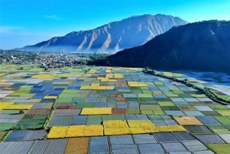 wisata tengah sawah