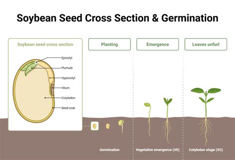Seed Germination: Steps, Factors, Importance, Seed Dormancy