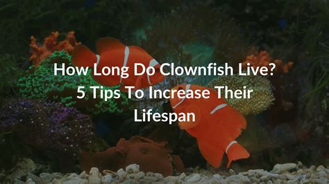 How Long Do Clownfish Live? 5 Tips To Increase Their Lifespan