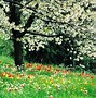 Image result for Spring Flowers Backgrounds