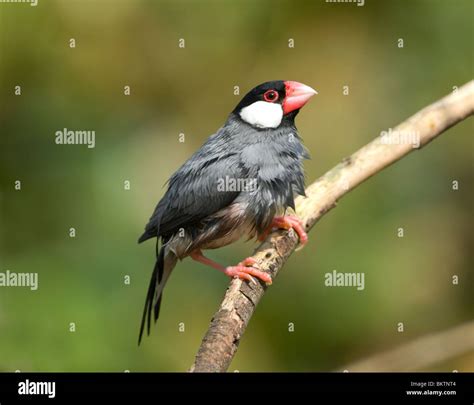 Java Sparrow Padda oryzivora Captive Stock Photo - Alamy