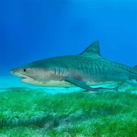 Sea Shark 的图像结果