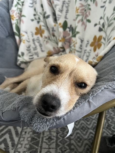 Wire Haired Fox Terrier For Sale in Glendale | Petzlover