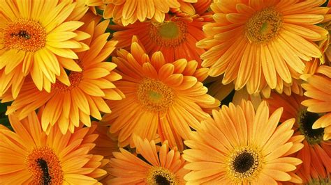 Orange Flowers Wallpapers - Wallpaper Cave