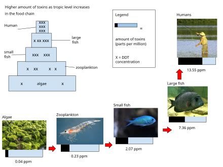 Biomagnification 的图像结果