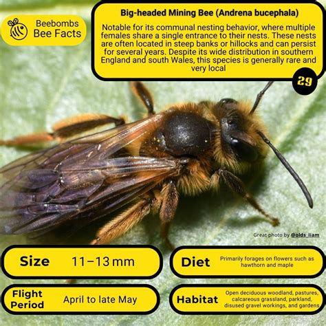 Bee Swarm Simulator Script Pastbien 的图像结果