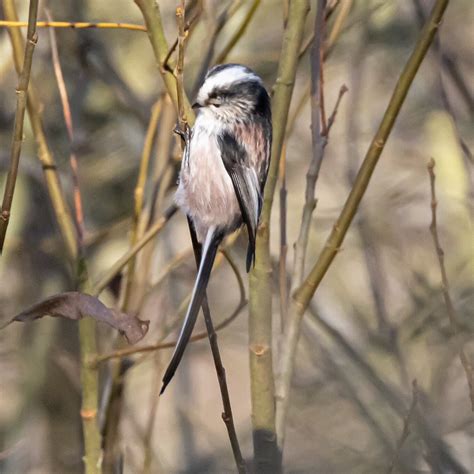 WHISBY NATURE PARK - All You Need to Know BEFORE You Go (with Photos ...