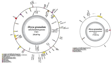 Complete Mitochondrial Genome Assembly of an Upland Wild Rice Species, Oryza granulata and ...