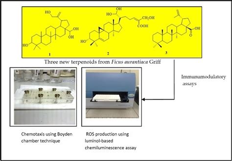 Isolation of Terpenoids from the Stem of Ficus aurantiaca Griff and ...