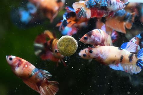 How Often Should You Feed a Betta Fish | Tropicflow