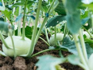 Lazy Gardener GreenStix Fertilizer Sticks | Plant Food for Indoor ...