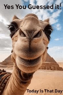 Image result for Database by Using PHP HTML/CSS
