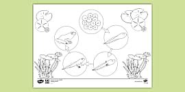 Frog Life Cycle | Teaching Wiki | Twinkl Resources - Twinkl