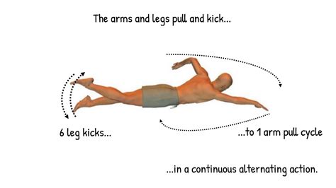 Freestyle Swimming 的图像结果