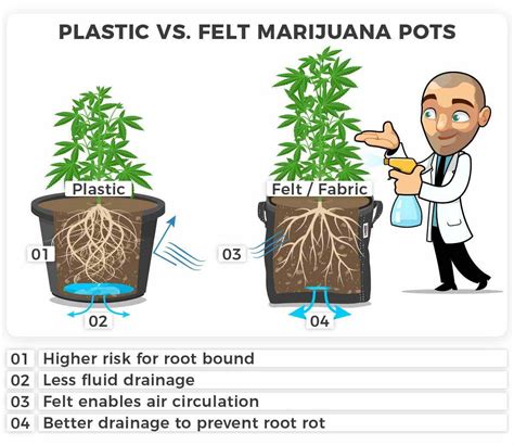 Best Size Pot for Autoflower Cannabis Seeds - I Love Growing Marijuana