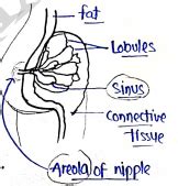 Human Anatomy And Physiology 2 Unit 5 Notes - 2nd Semester B Pharmacy ...