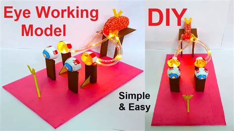 Image result for Science Eye Projects Tutorial