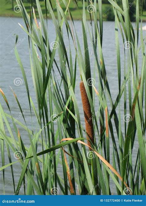 Cattail Plant Stock Photo | CartoonDealer.com #25540794